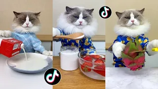 That Little Puff | Cats Make Food 😻 | Kitty God & Others | TikTok 2024 #53