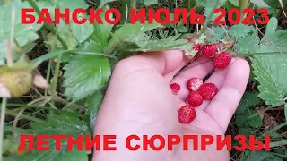 БАНСКО2023 ЛЕТНИЕ СЮРПРИЗЫ