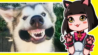 Попробуй не засмеяться Челлендж 🤣 Забавные 😻Кошки и 🐶 Собаки - Реакция на Жизнь домашних животных