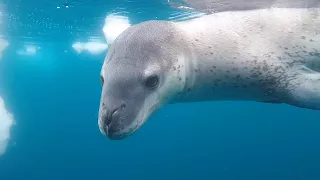 Leopard ﻿Seals Play With Their Food | Bad Natured | BBC Earth