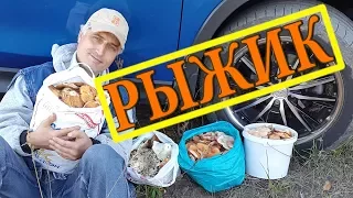 Рыжики. Грибной лес. Прототип места семьи Бровченко.