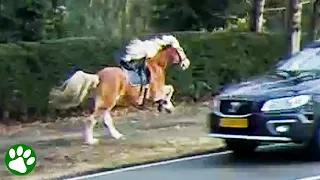 Biker chases runaway horse galloping through traffic