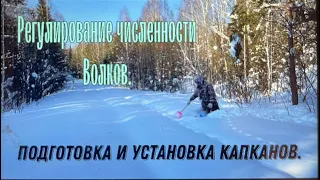 Регулирование численности волков. Подготовка и установка капканов.