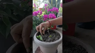 How To Propagate Bougainvillea Plant from cuttings. #propagation #bougainvillea