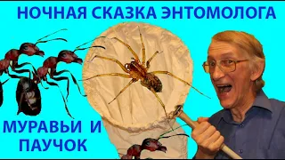 Ночные Сказки Энтомолога: Про Муравьев и Коварных Паучков.