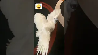 crazy parrot 😅🤪, Сумасшедший попугай 🤪😅