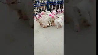 Tik Tok Chó Phốc Sóc Mini 😍 Funny and Cute Pomeranian#Shorts 47  Mini cute