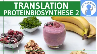 Translation - Proteinbiosynthese 2 - Ablauf, tRNA & Phasen einfach erklärt - Genetik (Bio Abitur)