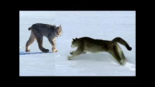 PUMA vs LYNX Real Fight ►► Jaguar Crocodile Cougar Bear Fox Badger Snake Chameleon Mountain Lion