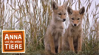 Wie heult der Kojote? | Reportage für Kinder | Anna und die wilden Tiere