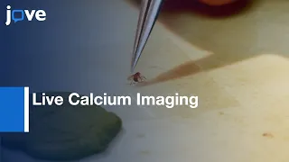 Live Calcium Imaging to measure Physiological Responses of Drosophila | Protocol Preview