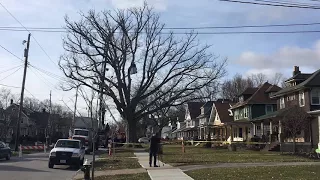 Time-lapse of 250-year-old tree taken down in 1 minute