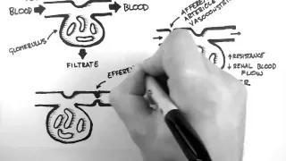 GFR 1 - Control of GFR