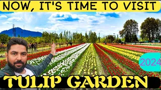 Kashmir ka Tulip Garden - April 2024 IFull Blossomed Tulip Garden, Srinagar- Kashmir.