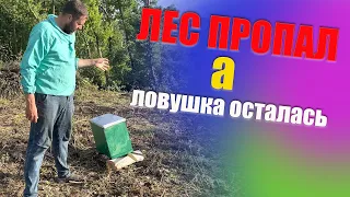 Установка ловушек для пчел. расстановка ловушек для пчел