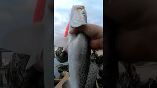 Speckled Trout Fishing with a Pual brown lure#fishing #speckledtrout #fish