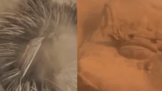 Dune Sandworm Attack Scene 1984 Vs 2021