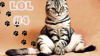 🤣Смешные Животные -  Я Ржал целый ЧАС😸Смешные Кошки Приколы с Кошками и собаками #4 Funny cats video
