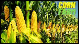 How Corn Is Cultivated, Harvest, and Processed to Canned Sweet Corns