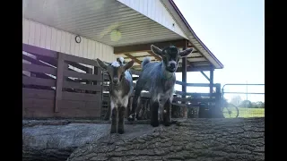 Cute Baby Goats Love Jumping and Playing Outside!