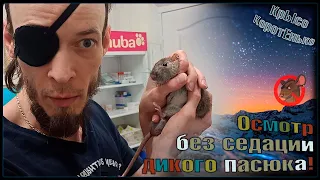 Дикий пасюк осматривается без седации. 😫 Беся и Лешик у ветеринара. 🐭 (Wild Rats) 🐭