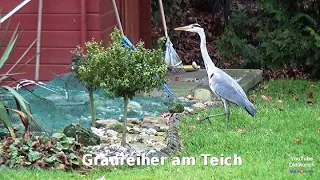 Auch das Netz hält diesen Reiher Graureiher nicht vom Teich ab um an die Fische zu gelangen Ardeidae