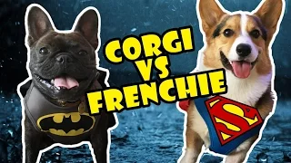 CORGI vs FRENCH BULLDOG!! BATMAN vs SUPERMAN