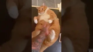 Fat Cats Funny Videos on Tiktok