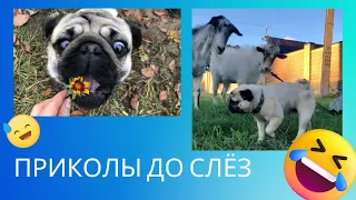 ПРИКОЛЫ 😂🤣 Ржака до слез 2022 🤪 ПРИКОЛЫ С МОПСАМИ 🐶 мопс РИЧИ 🤩