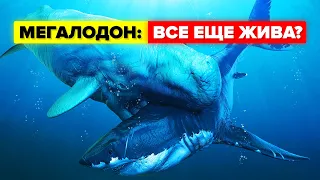 Жива ли еще акула Мегалодон?