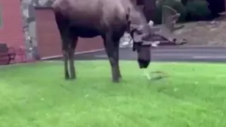 Moose Plays in Sprinkler