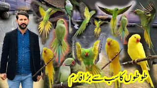 Yellow Ringneck,Alexander Raw Parrot and Green Ringneck biggest breeding setup