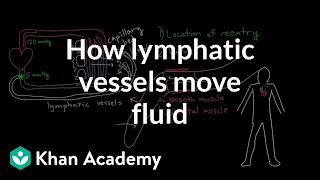 How lymphatic vessels move fluid | Lymphatic system physiology | NCLEX-RN | Khan Academy