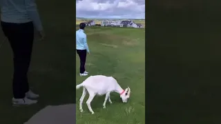 Jordan Spieth playing Lahinch with Tiger Woods. #golf #sports