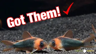 New Super Rare Corydoras Eques