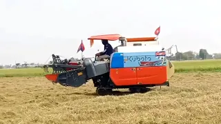 Farmers harvest rice#001 4