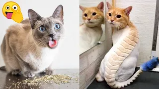 Funny😂Moments Of Animal Genius That Will Amaze You Reaction Part-7