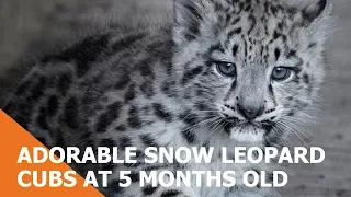 Adorable Snow Leopard Cubs Are 5 Months Old! 🎉