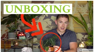 Unboxing a "Black Velvet" Alocasia | Steve's Leaves Unboxing