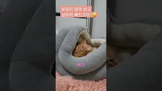 고양이가 삐졌을때#컴백홈 삐짐#보금이#치즈냥