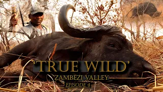 Cape Buffalo Zimbabwe / True Wild Zambezi Valley / UNTAMED Episode 4