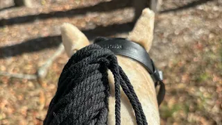 Autumn trail ride with Dream!! | LeMieux Toy Ponies