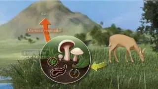 Carbon Cycle 3D Video