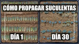 Como reproducir suculentas fácil y rápido / How to Propagate Succulents Easy n Fast CC English