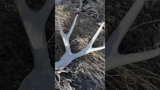 Big Mule Deer Shed