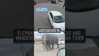 Elephant roams streets in Montana city