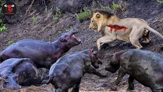 Desperate ! Angry Hippo Crushes Lion's Head And And Show It Who's Boss?