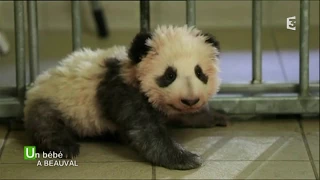 Un bébé panda au Zoo de Beauval, émission spéciale de France 3 Centre-Val de Loire