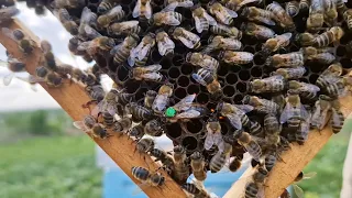 Cum am făcut roiurile după salcâm și acceptarea reginilor! #apicultura2024