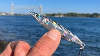Can You Catch False Albacore at the Cape Cod Canal??